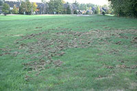 Damage to turfgrass caused by skunks or raccoons digging for white grubs.