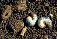  Most white grubs in Colorado do not damage plants