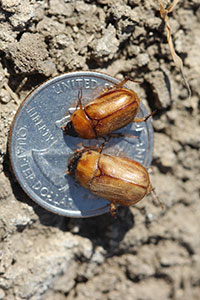  Adults of the southwestern masked chafer.