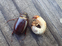 Adult and larva of a May/June beetle.