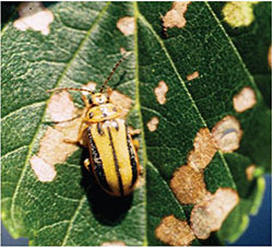Elm leaf beetle adults and damage