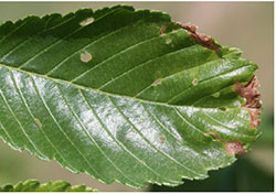 Siberian elm leaf showing leaf mines and shot hole wounds produced by the larvae and adults of elm leaf beetles, respectively
