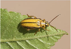 Elm leaf beetle, with the yellow coloration of the form found during the growing season