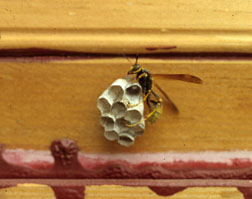 The western paper wasp