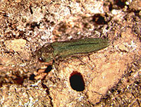 Emerald ash borer adult next to D-shaped exit hole.