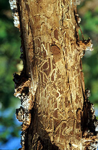 Extensive tunneling injuries produced by larvae of the Gambel oak borer. 