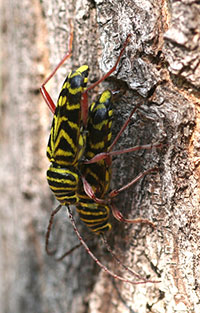 Mating pair of locust borers, a type of longhorned beetle. 