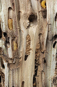 Locust borer larvae (roundheaded borers) and tunneling of black locust. 