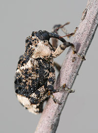 Poplar and willow borer, a type of weevil that develops as a borer in the stems of willows. 