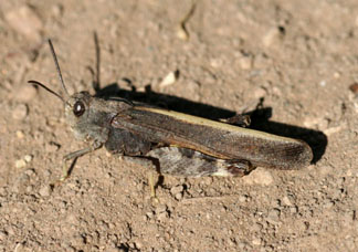 Specklewinged grasshopper