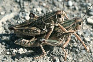 A mating pair of plains lubber grasshopper