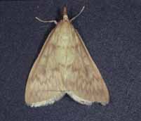 European corn borer female and male moths.