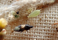 Adult minute pirate bug underneath and aphid, collected during sweep net sampling. Minute pirate bug is often the most important predator of potato tomato psyllid
