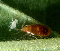 Nymph of a minute pirate bug, feeding on a young aphid