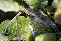 Psyllid sugar excrement collected on a leaf under a group of feeding psyllid nymphs.