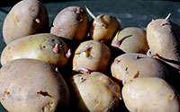 Premature sprouting is a common effect of potatoes grown from plants damaged by psyllid yellows