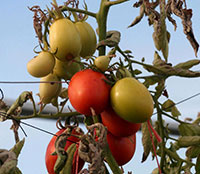 Tomato fruit is dull colored and less flavorful if damaged by psyllid yellows