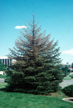 Blue spruce that has been partially defoliated by Douglas-fir tussock moth.