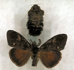 Females of the Douglas-fir tussock moth (top) are wingless. Males (bottom) are winged and fly well.