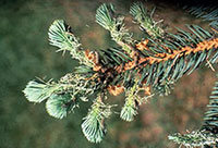 New growth of blue spruce being damaged by recently hatched caterpillars of Douglas-fir
tussock moth.
