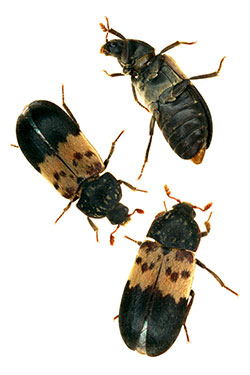 Larder beetles.
