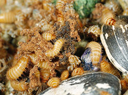 Varied carpet beetle larva feeding on a dead cricket.