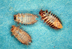 Discarded skins of varied carpet beetle larvae following molt.