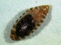 Pupa of a varied carpet beetle.