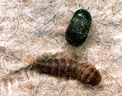 Black carpet beetle adult and larva.