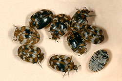 Varied carpet beetles.