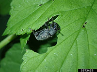 Black vine weevil feeding on hops plant at night