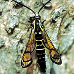 Peachtree borer, adult male.