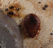 Figure 5: Bed bug adult and nymphs. Photo courtesy of Gary Alpert, Harvard University. 
