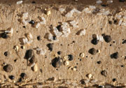 Figure 4: Bed bug egg shells and dried fecal spotting. 