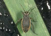 Labops black grass bug