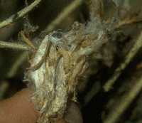 Colony of rabbitbrush webbing moth