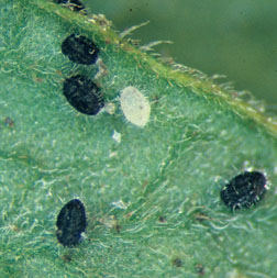 Greenhouse whitefly nymphs.  Black forms are parasitized.