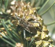 Western conifer seed bug