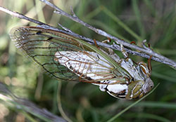 Megatibicen dealbatus, a large “dog-day” type of cicada that is expanding populations along the Front Range.