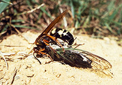 A cicada killer wasp with prey.  