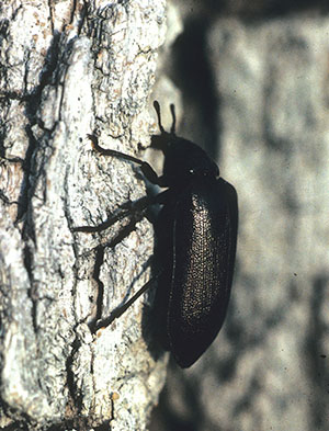 Sandalus niger, a parasite of cicada nymphs.