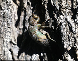 Cicada nymph recently emerged from the soil, preparing to molt to the adult form.