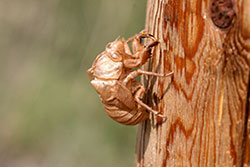 Eggs of a cicada inserted into a twig.   