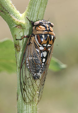 Megatibicen dorsatus, the giant grasslands cicada.