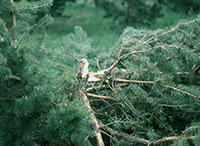 Wounds by Zimmerman pine moth structurally weaken trees and may
contribute to limb breakage.