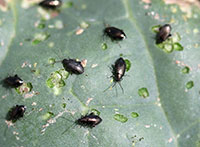 Adult flea beetles chew small pits in the leaf surface.