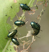 Adult apple flea beetles feed on leaves of many garden flowers, shrubs and vines.