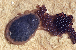 An adult soft tick, laying a mass of eggs. 