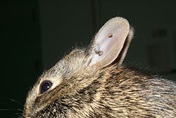 “Ear ticks” present in the ear of a rabbit. 