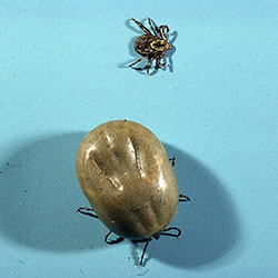 An adult female of the American dog tick before and after a blood meal. 